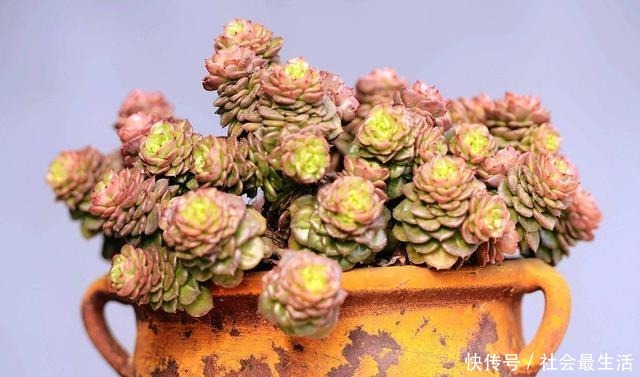 多肉植物四季浇水口诀,照着养,想养死都难!