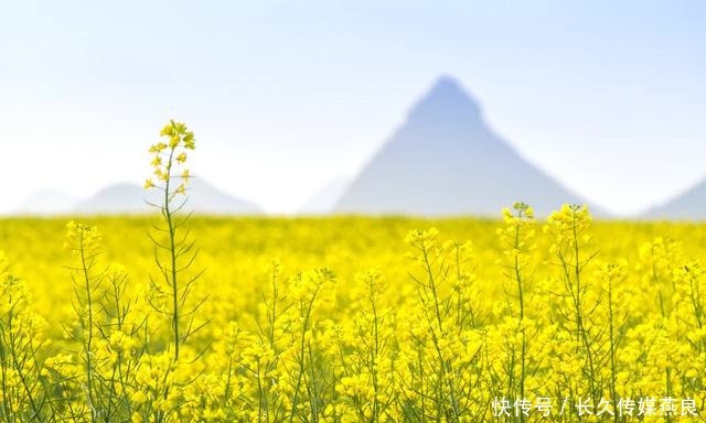 合肥|云南罗平迎来高光时刻，万亩油菜花海绽放，约吗？