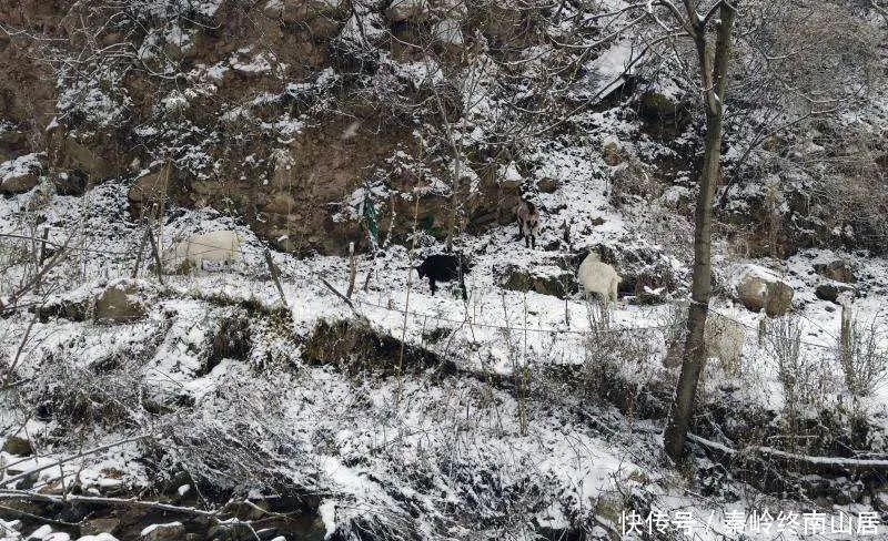 可至|西安秦岭这个峪口开车可至，适合大众爬山赏雪，还有2个免费寺庙和千年银杏