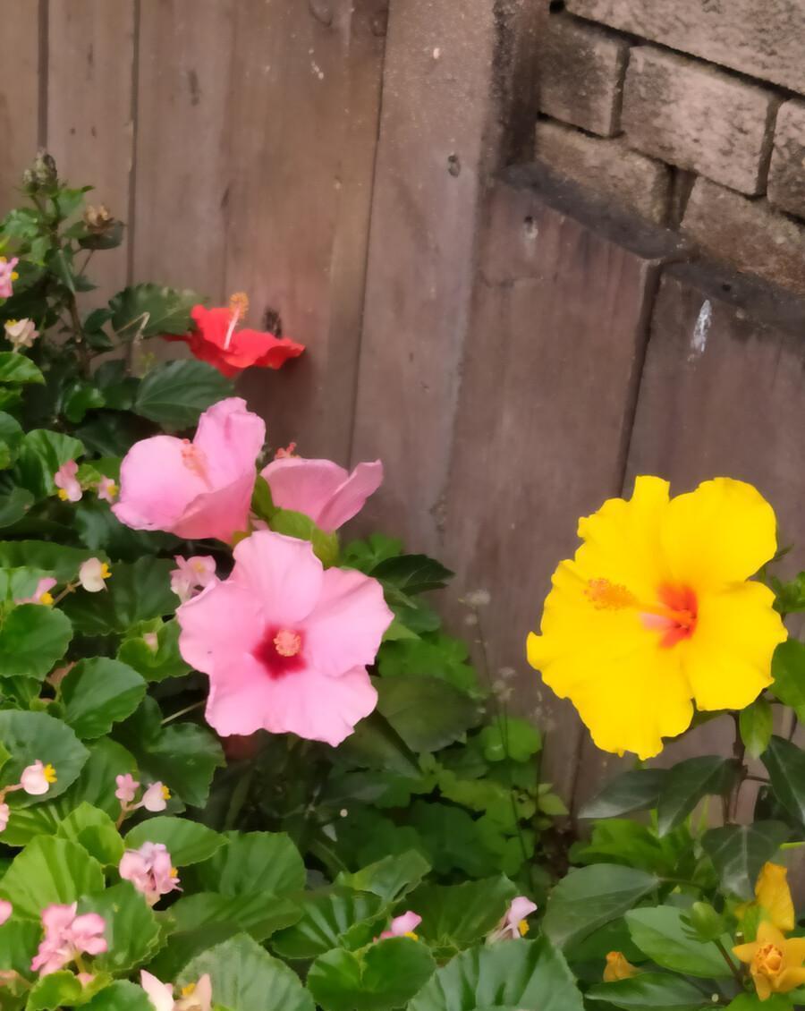 花市|逛逛花市,那就入手这两个品种吧,越热越好看呢