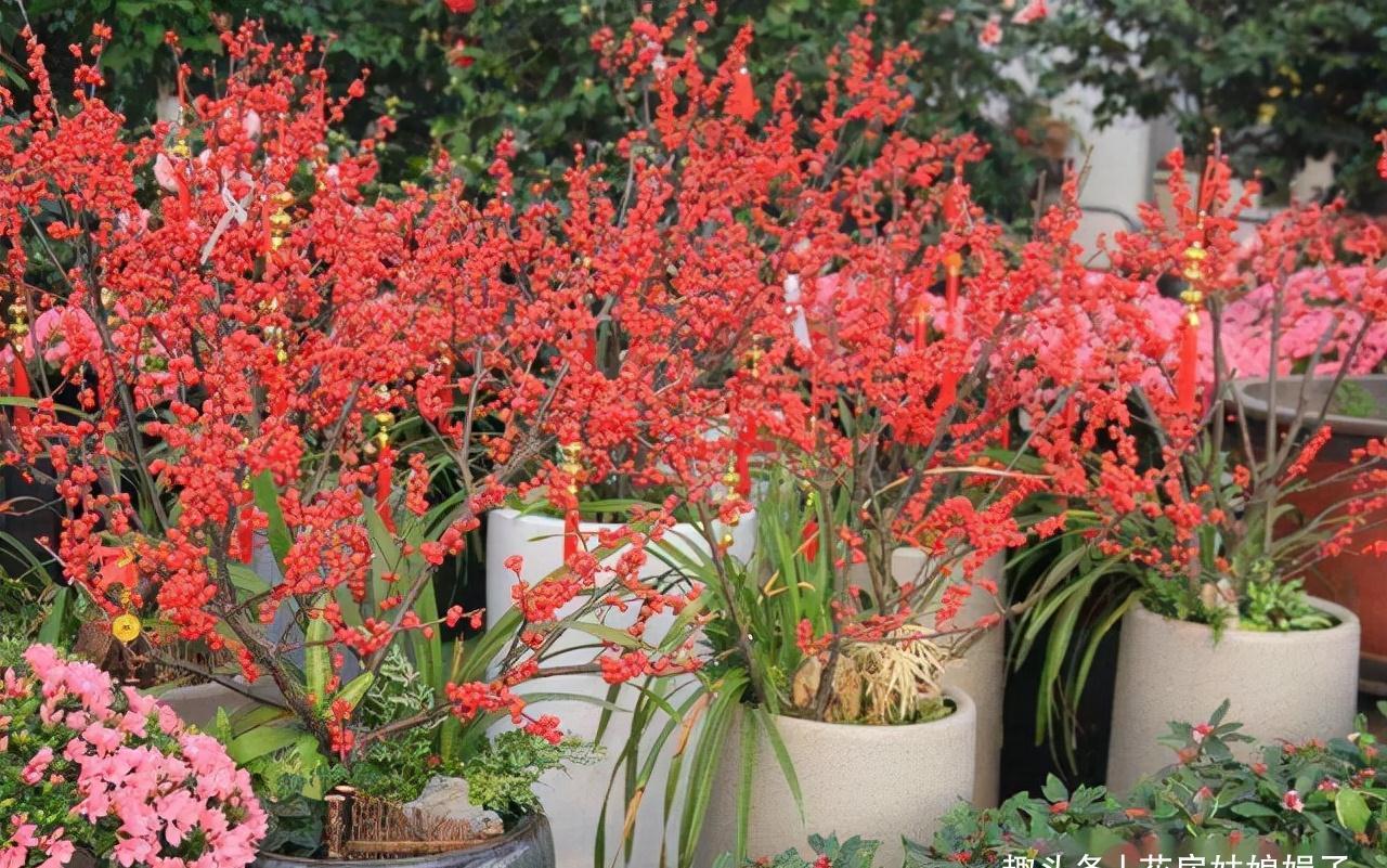 这6种花都是春节“必买”的花,给它们做个比较,就知道选哪种了