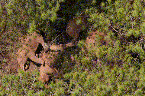 普洱市 普洱:“象”见恨晚的地方