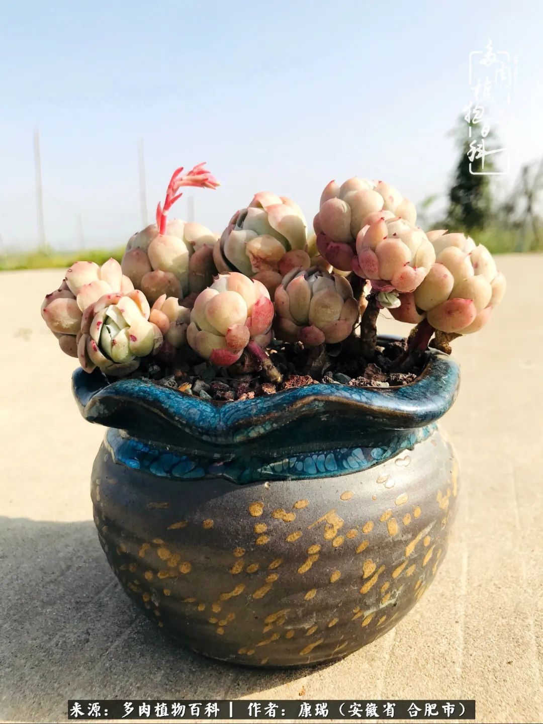 养肉之路,道阻且长,累的是身体,净的是心灵!