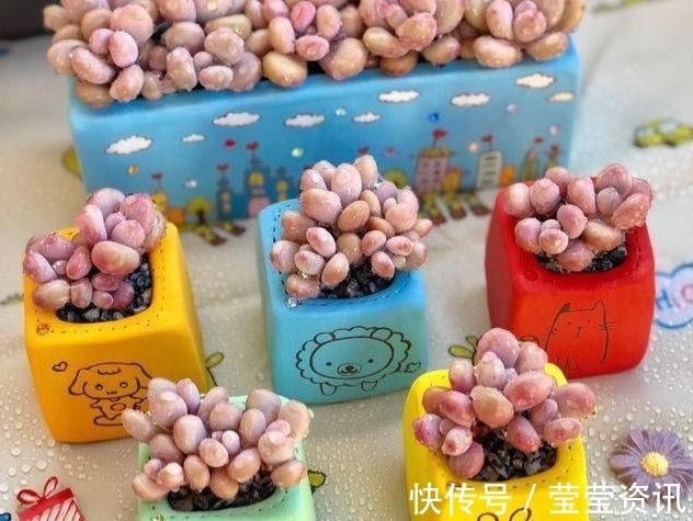 多肉|多肉植物移盆的2种方法,全方位解析哪种会更好,让多肉又肥又壮