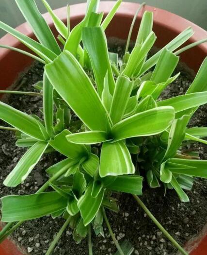 李奶奶把“吊兰”都剪了,2月后却爆盆了,叶子宽又大,特旺