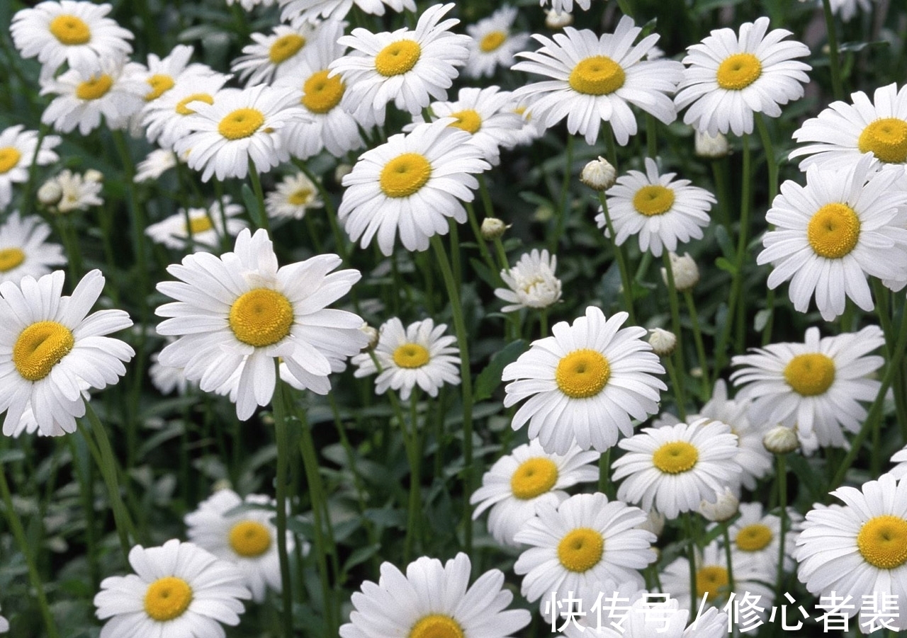 一个字!古诗词中最美的10朵花,《山园小梅》仅排第二,谁独占榜首?