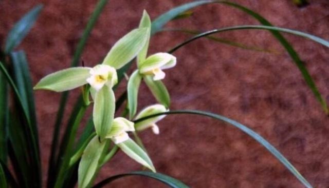 家养兰花要注意这“3大”关键点，才能香气清洌，花开爆盆