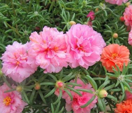 山茶花山茶花|6种花自带财运,好养易活不招虫,阳台开花变温馨小花园