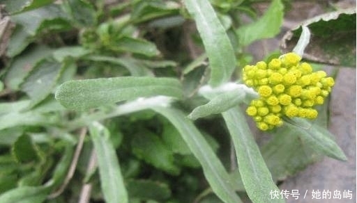 绵菜|夏天天气热，农村最该吃的4种野菜，能解毒润肺治感冒，你吃了吗