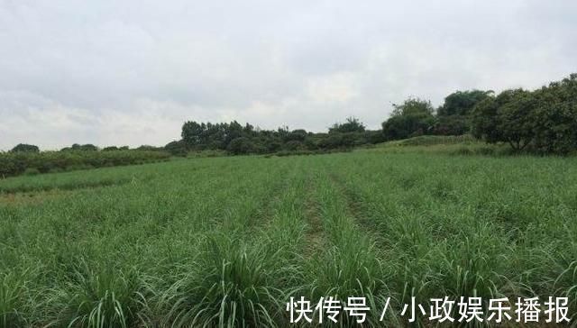 农田|印度人视为“神草”,引入我国成杂草泛滥农田,殊不知价值珍贵