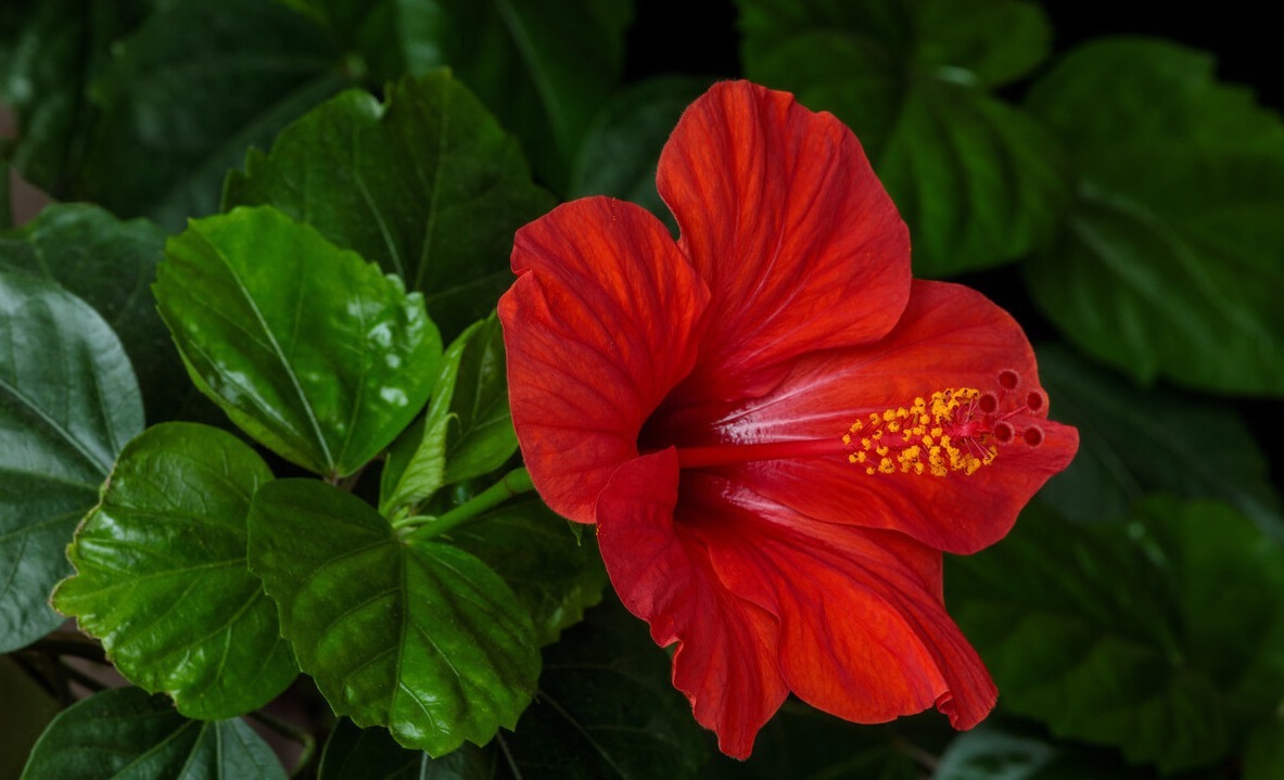 为了一盆花,家人关系彻底破裂,花有什么错