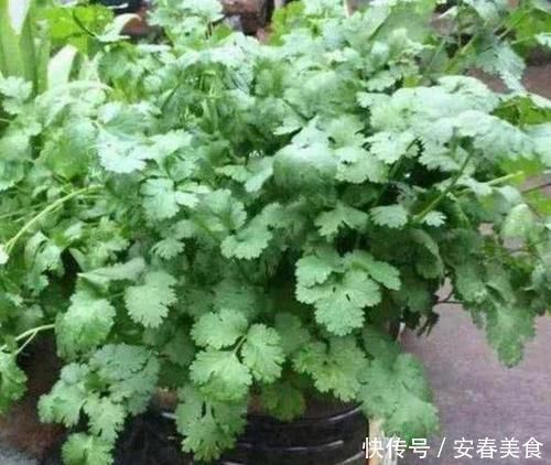 别再嫌弃油桶没用了,处理一番栽花种菜做支架,让城里人长见识