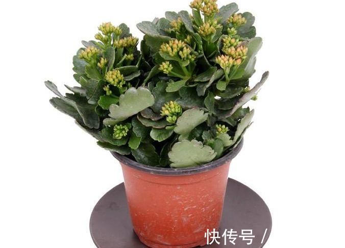 冬天最适合养以下几种花,好养又易爆盆,零下的温度也冻不死