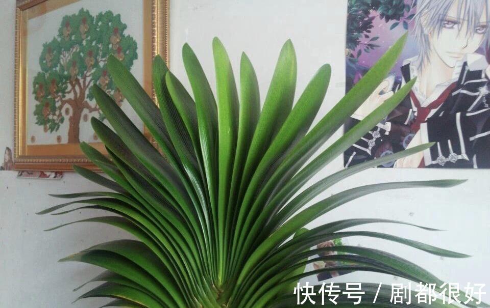 秋天养君子兰，“死记硬背”四大原则，冬天大爆花，花箭拔得多