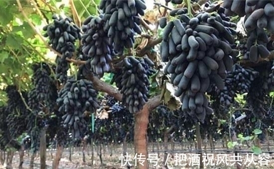 家里院子别空着,此树要种2棵,甘甜可口,比桃子梨好吃多了