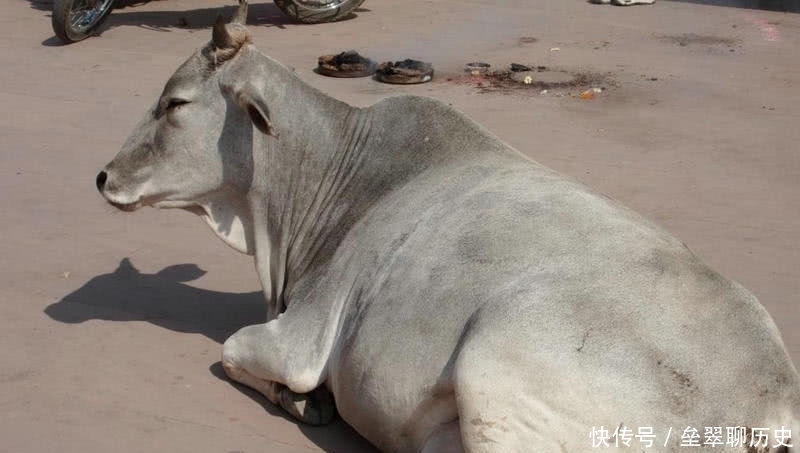  牛肉|在印度，牛被视为圣物，不可以吃牛肉，最后牛都是怎么处理的呢？