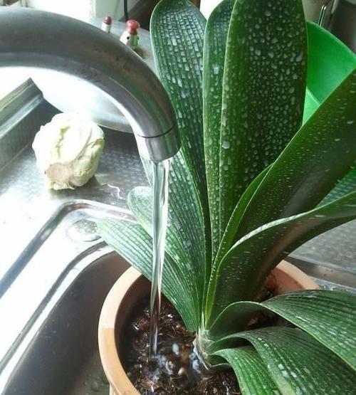  花卉|4种水浇花，一定要小心，用错了，土壤板结、花卉烂根