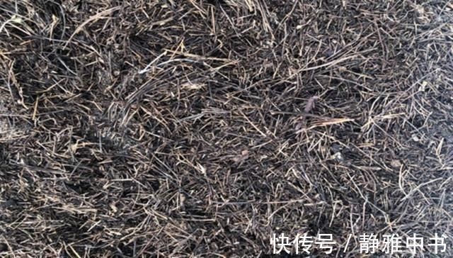 万能养花之宝,盆里放一点,不黄叶、不烂根、不生虫还不用肥