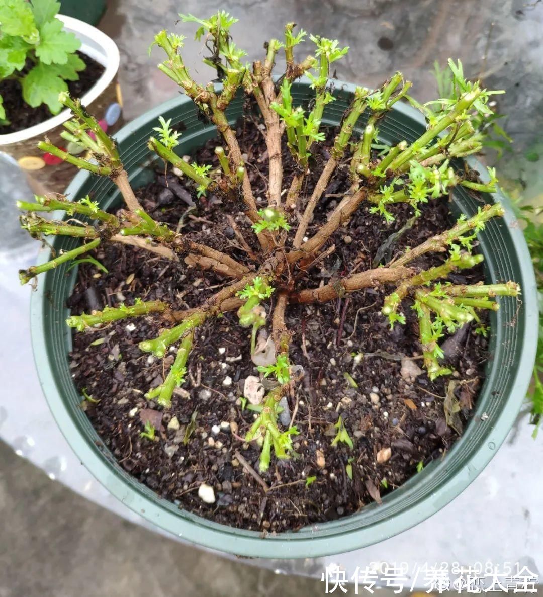 马齿苋花|山东马齿苋老桩，年年开花像小树，网友直呼：假的吧