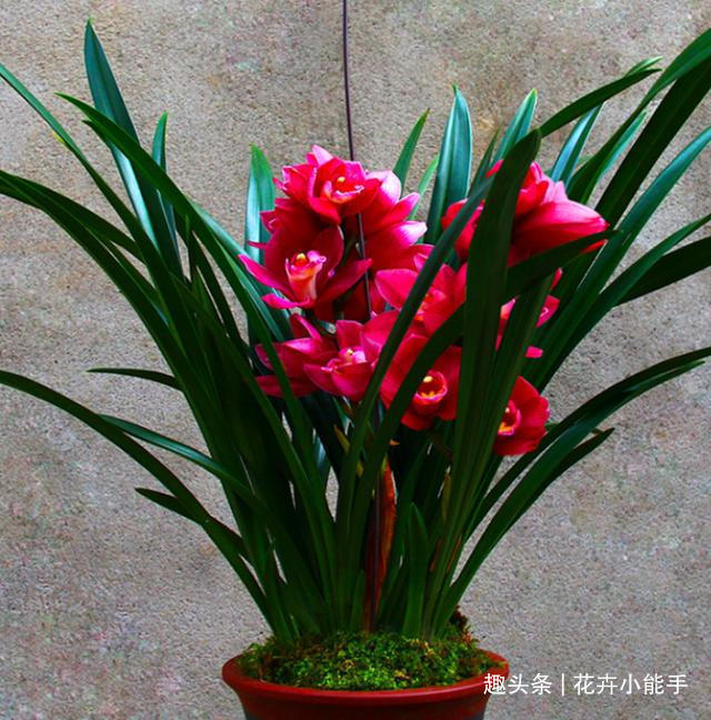大将军|新手也能养的兰花—大将军,花色红艳,香味醇正,美得移不开双眼