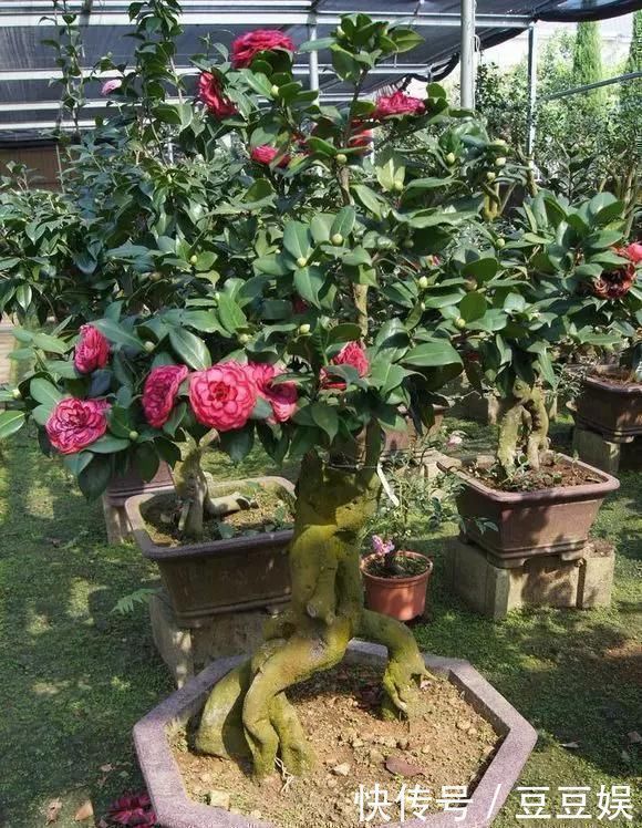 浇水|这4种“盆景树”,不仅观赏性高,寿命还特别长,越养越值钱