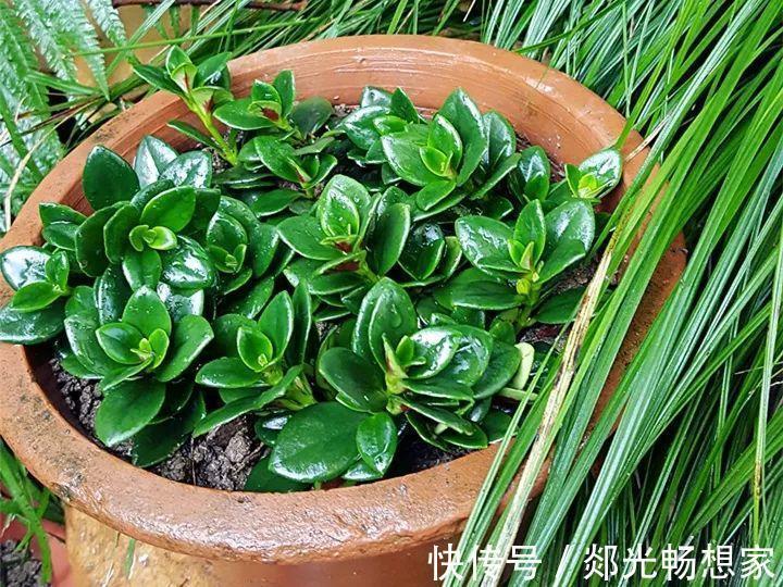 金鱼吊兰这么养，1年四季都能开花，小金鱼噗噗冒！
