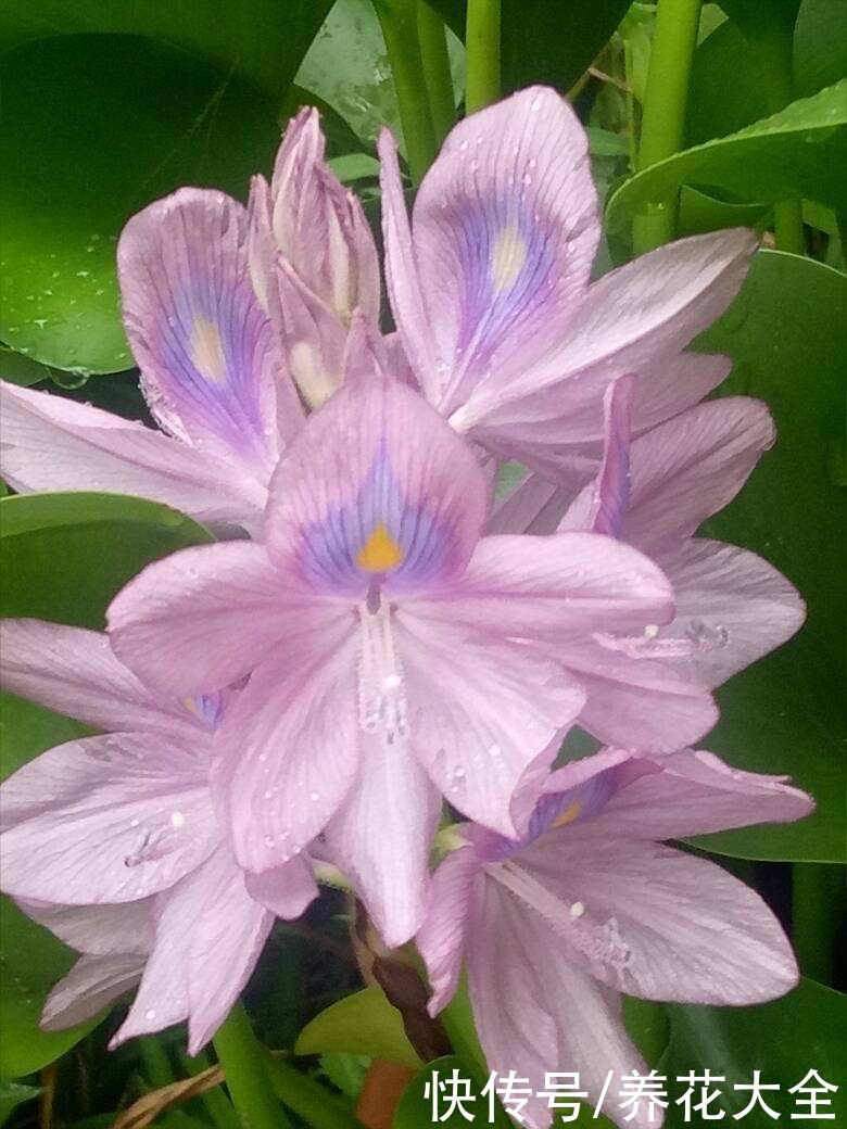 家里要是有院子，千万别养这4种花，泛滥了不好收拾