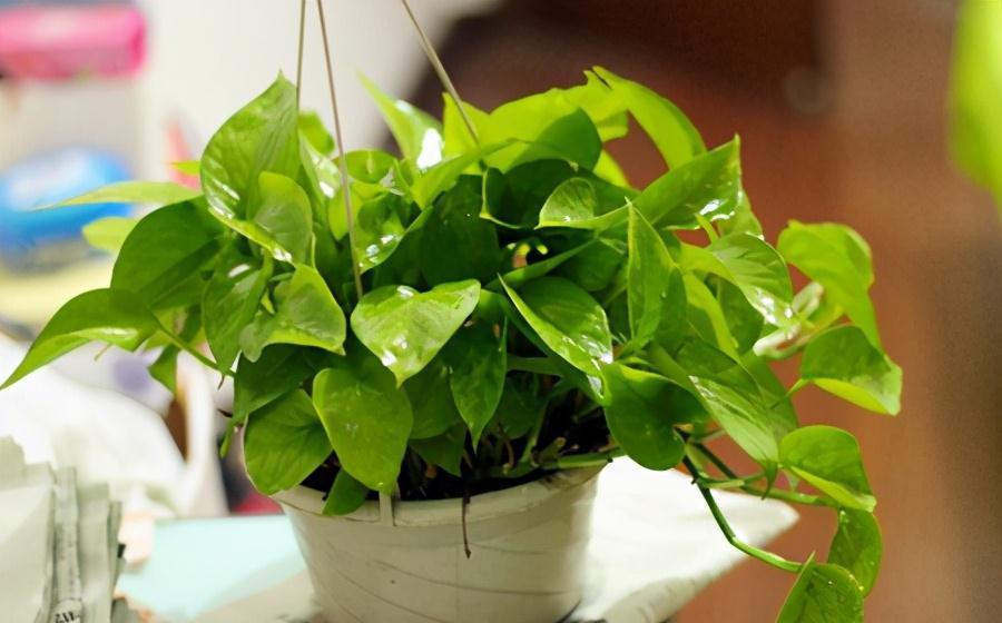 卫生间养三耐阴花,清新空气易疯长,让室内更有生机