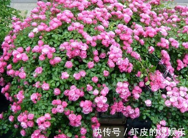 茉莉花|农历十一月大雪过后,养什么花?家里养3种花,红红火火喜迎新春