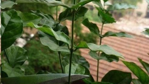 茉莉花秋天怎么养教你一招,开花比夏天还多