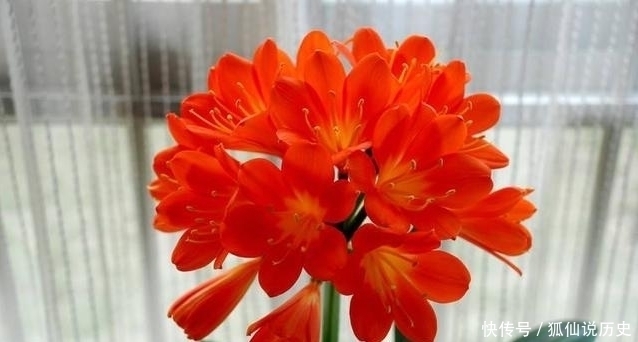 浇水|养君子兰只要做好这几点，一年开花两三次不是问题！