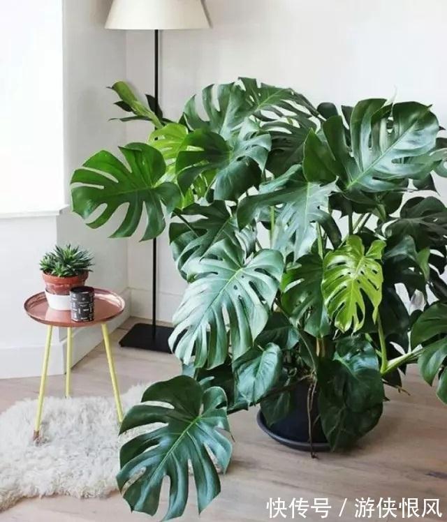 8种“招财树”,养在客厅里,高大笔挺,威武又气派,招财又旺宅