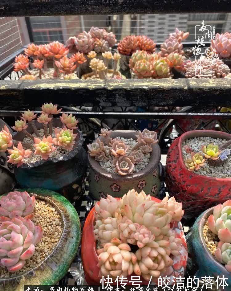 阳光露台多肉,天时地利人和!美肉知时节,当春乃发生!