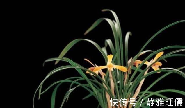 花盆里埋点“它”，不烂根，不黄叶，杀菌消毒还透气，根壮花还旺