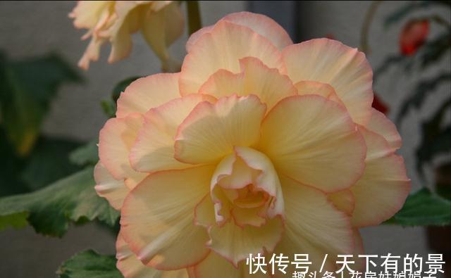 蝴蝶兰|3种花好看但是难养,新手养不好,老手不愿养,别轻易入坑