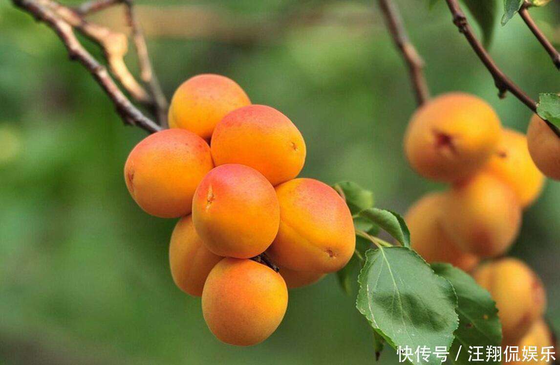 记忆力|想长寿得会吃,推荐吃三种食物,帮助消化,增强抵抗力