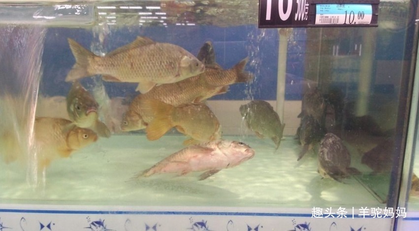 鳞片|仅需一勺“粉”死鱼变活鱼这些打药的鱼,无数父母还疯抢给娃吃