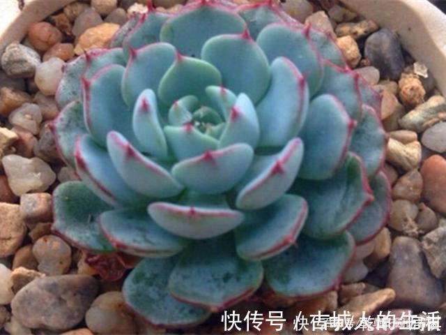 最具清凉感的5种多肉，养护用对方法，出状态后呈现出高级蓝