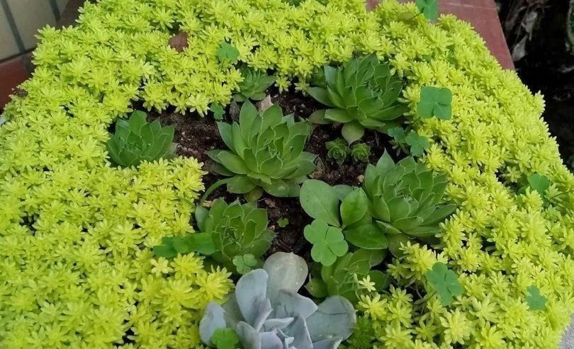 施肥|看似是草，实际是多肉，薄雪万年草，养殖抓住4个细节长得漂亮