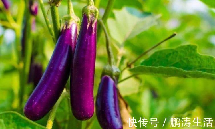 禁忌|常吃茄子好处多,但却不能乱吃,茄子的1大禁忌,还有人不了解