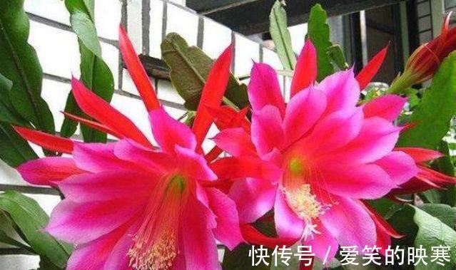 打理|家里阳台必养此款花卉，耐寒易打理，美观又大气，花色艳丽