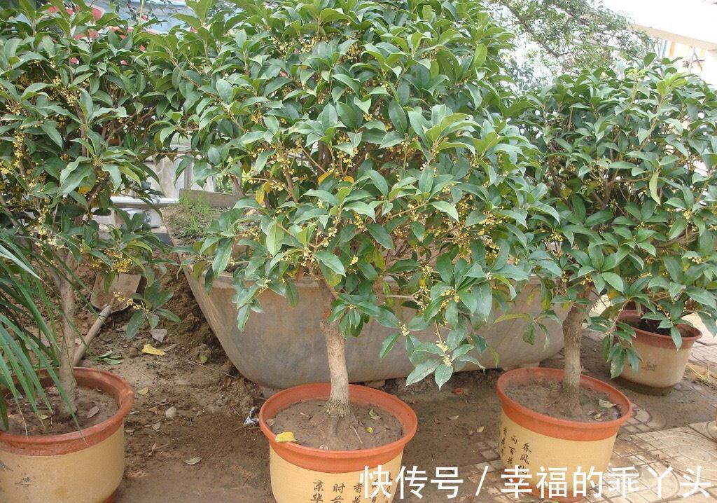 门前栽桂花长成“贵人树”