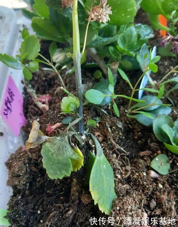 6种花淋雨就会“烂”，下雨最好放屋里，别忽视