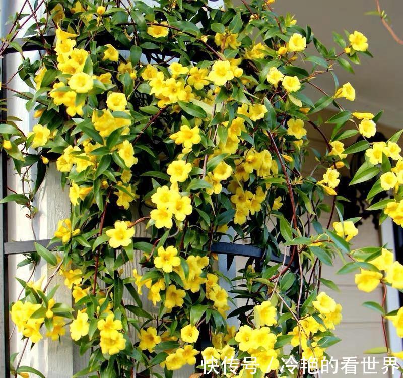 毒花|越美的花越有毒，生活诚不欺我！快来认识七种大毒花，避免受伤害