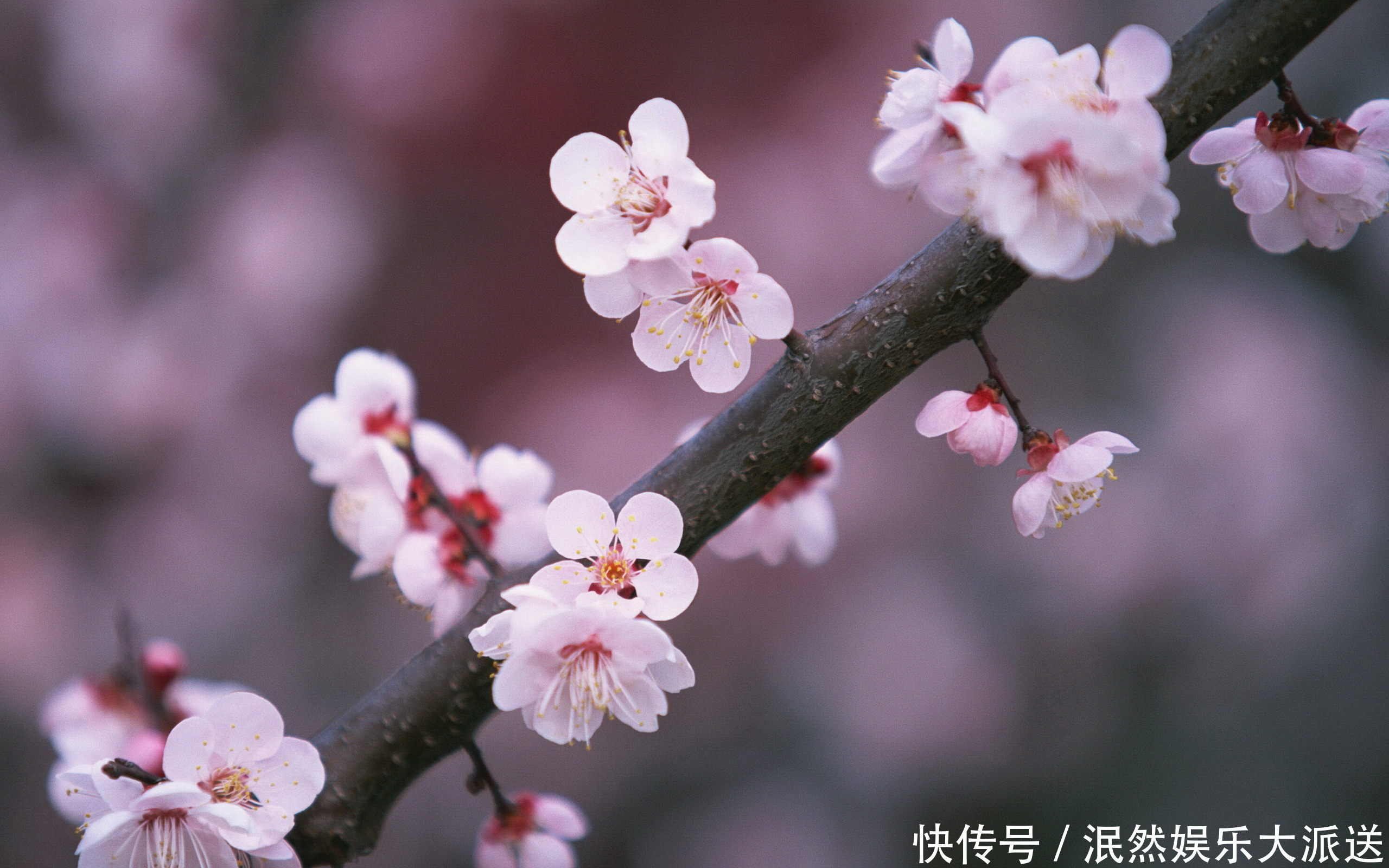 梅花|此花称为中国十大名花之首，生命力极强，具有坚忍不拔的象征