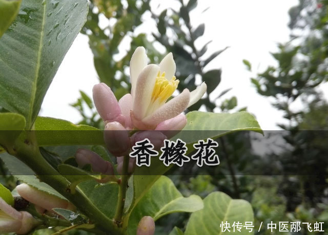  外形|香橼外形很像橘，其主要功效以及成分是什么？看看它的食疗方！