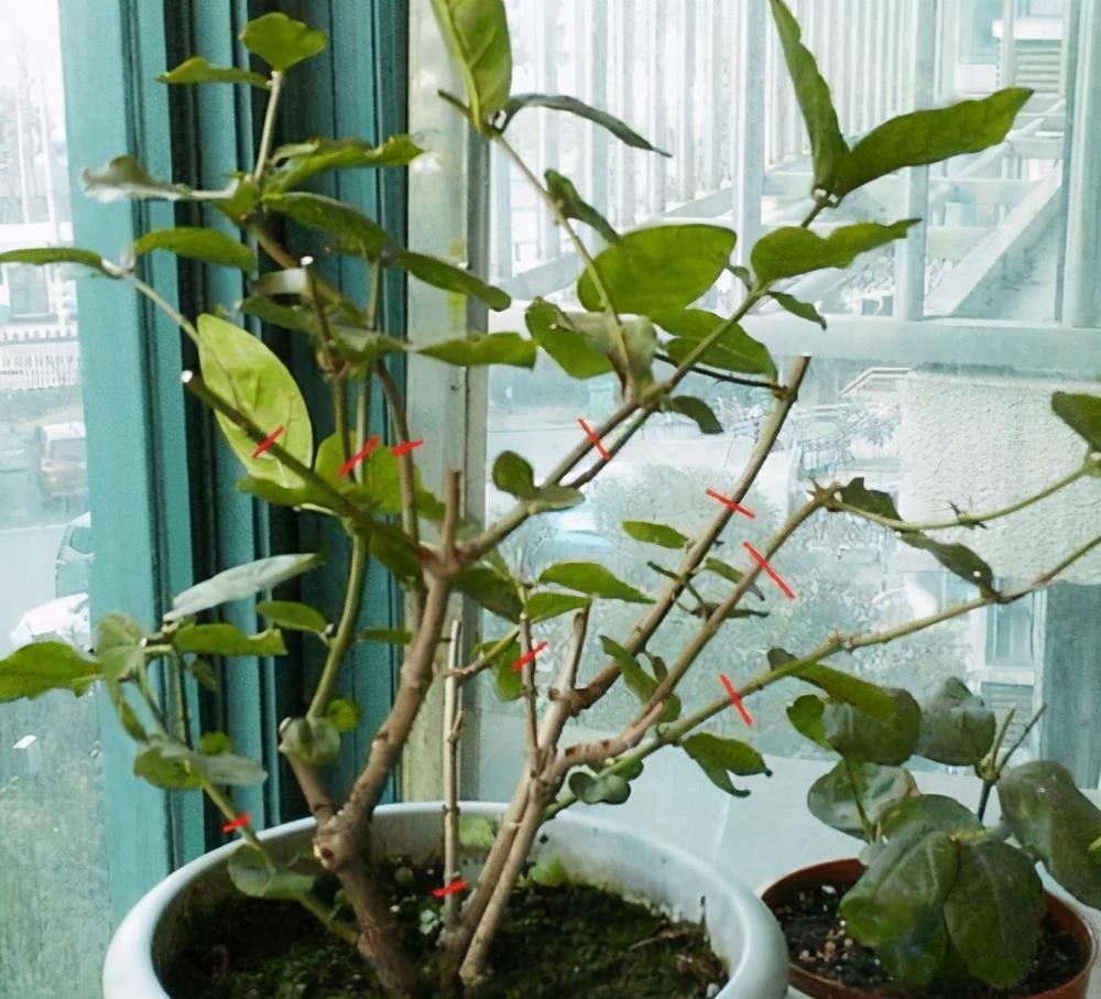 栀子花|6种“漂亮花”,7月不修剪,后悔一整年