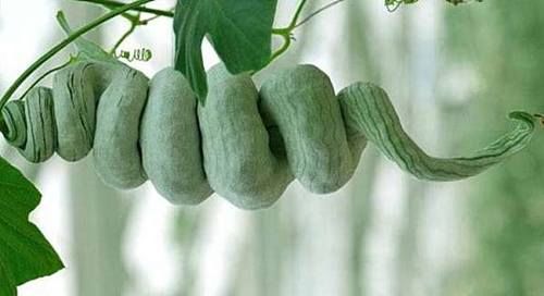 春天孩子发育的黄金期，常吃3种食物，健脑益智，视力越来越好