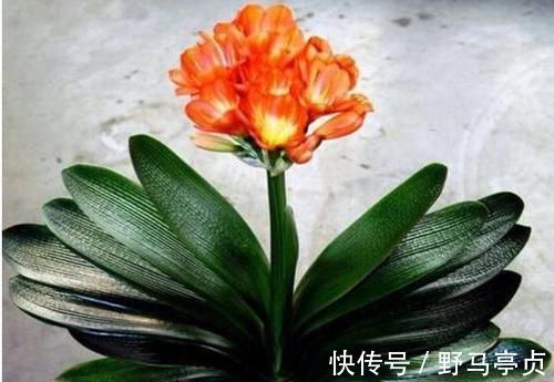 光照|君子兰喜欢1种肥，盆土里挖洞埋一点，叶子比花美！