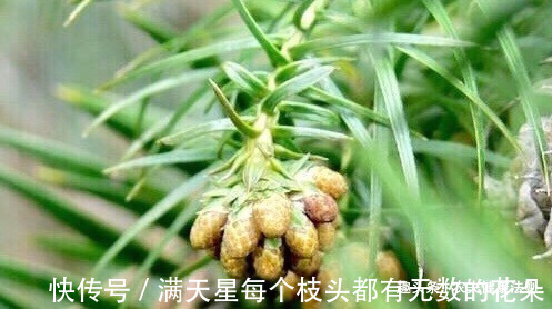 治病果|女性不想得乳腺癌,多食此“治病果”,防妇科病,清理子宫垃圾